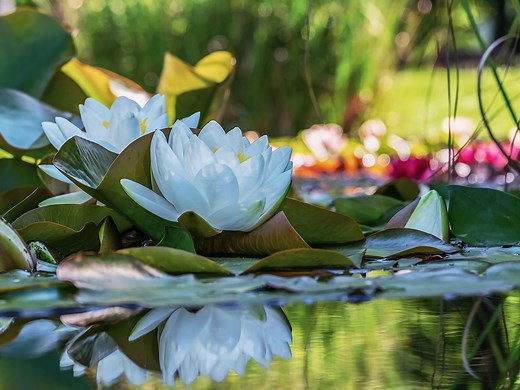 Teichpflanzen pflanzen & pflegen ▷ Top 50 Wasserpflanzen