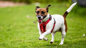 The Dog House - Series 2: Episode 4 | Channel 4