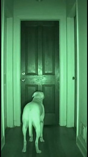 300 AM Paranormal Activity (Wait for the door) #fyp #scary #creepy #ftp #bhfyp #fyp シ#fypage #fypシ #creepypasta #fyppage #creepyart #creepycute #fyptikt #scary #horror #halloween #creepy #spooky | CreepyZone