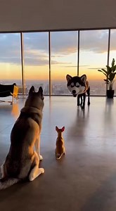 Dog Prank Gone WRONG! 😂😭 #DogPrank #FunnyDogs #DogFight #Hilarious #Comedy #Husky #Chihuahua #CaneCorso #DogsofTikTok #PetLife #Cute | Dog Viral Zone