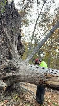 Removing bulb from pole. #satisfying #shorts#youtubeshorts#shortsvideo#shortsfeed#shortsviral#zen