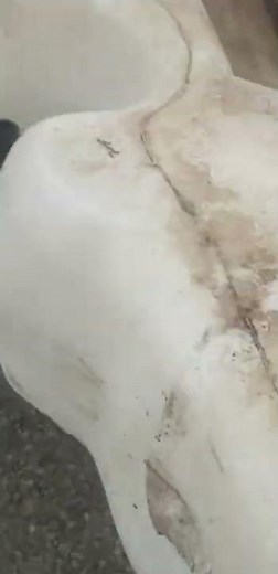 Installation of a windshield washer pump