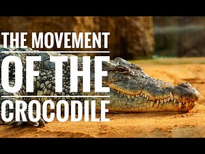 The Movement Of The Crocodile | E animals