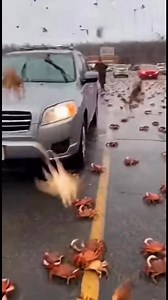 Confusion and panic spread across a Branson-area roadway after live crabs began falling continuously from the sky, striking cars, pavement, and nearby buildings. Video shows crabs piling up and scattering in all directions as drivers stopped abruptly and people ran for cover. Witnesses can be heard reacting in disbelief as the unusual event continued without slowing. Authorities had not released an explanation at the time the footage ended.#Branson #Ozarks #Missouri #BreakingNews #LocalNews #Dev