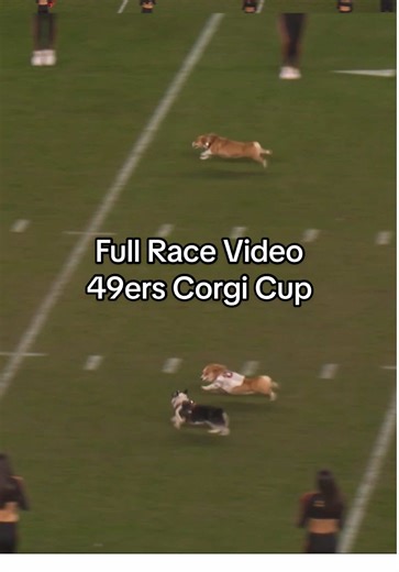 Full race video at the 2025 @San Francisco 49ers K9ers Corgi Cup! #littlestumpsracing #corgirace #49erscorgirace