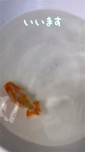 day139 鹿子模様はなんで読む？綺麗な柄の金魚果たしてこの色はもつのか？ #金魚飼育 #アクアリウム #メダカ