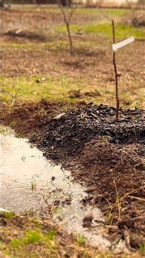 Why I Cut My Fruit Trees to 2 Feet at Planting