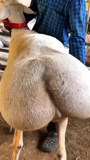 Discover Amazing and Weird Sheep Behaviors