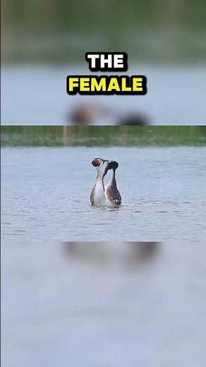 Top Ten Strangest Animal Mating Rituals: Newt