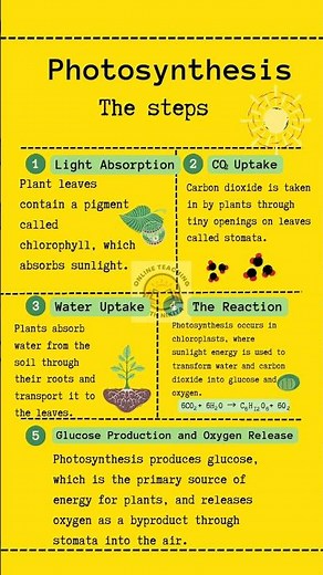 Steps in the process of Photosynthesis| Photosynthesis #photosynthesis #biology #science