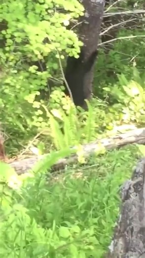 3.5K views · 111 reactions | This is how fast a bear can climb a tree! (Credit: @animal_encounters) #wildlife #nature #travel #wildanimals #wilderness #wildlifephotography #pettok #bear #animallover #animalrescue #bearsoftiktok #cutepet #zoo #wild #blackbear | Rescue Bear | Facebook