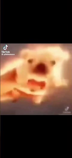 pibble #meme #memes #shortsfeed #shortsvideo #shorts #short