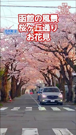 【NOWJAPAN】函館の風景！桜ヶ丘通りの桜並木／北海道・函館市