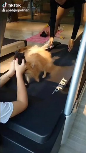 Nag-Treadmill Si Coco. 😍🤭🐕 With Ate @mary_pacquiao and Ate @queeniepacquiao7 #FYP #DailyWorkOutRoutine #PacquiaoFamily #TeamPacquaio #GodIsGood💖