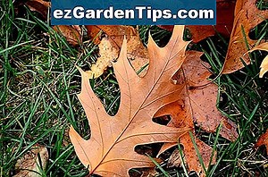 Как да идентифицирате листа с червено стъбло 🌱 Съвети Градинари - Bg.ezGardenTips.com