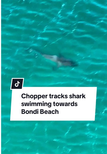 Helicopter Tracks Shark Heading From Coogee Toward Bondi Beach