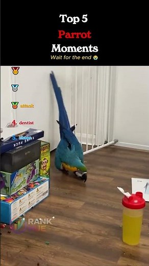 Top Parrot Moments That Are Way Too Funny 🦜😂
