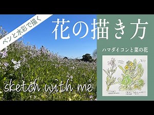 【sketch with me】春の花を一緒に描こう！「菜の花」「ハマダイコン」