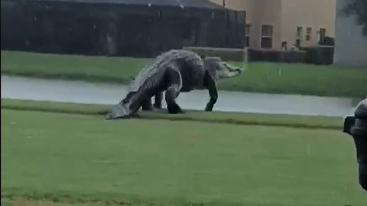 This Monster Florida Gator Doing a 'High Walk' Looks Fake But Is Terrifyingly Real