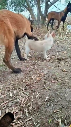 Dog beautiful big small cute #youtubeshorts #anmals #youtubeshorts