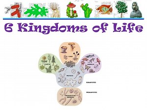 6 Kingdoms of Life - SlideServe