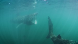 Sharks are in trouble in Ireland. We urgently need Marine Protected Areas (MPAs) that protect them from harm 🎣🛳 Fisheries bycatch is one of the main causes of shark decline. While fishing pressure must be reduced overall to end overfishing, we urgently need MPAs in known shark hotspots that ban all fishing to give populations a chance to recover. Tralee Bay is one such hotspot - and even here the critically endangered Angel Shark has declined by 95%. We call on Minister Malcolm Noonan and Char