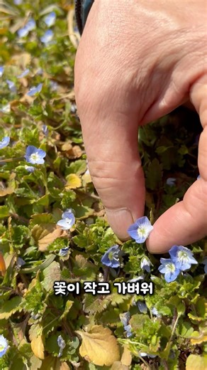 길가에 흔한 이 파란 꽃… 큰개불알풀 이름 유래