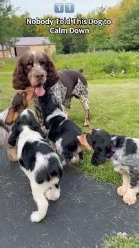 A Day With the Most Playful Springer Spaniel#Springer Spaniel #Hunting Dog #Puppy #Companion