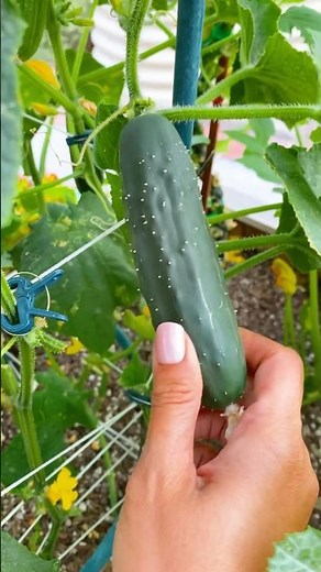 How to Prune Cucumbers!