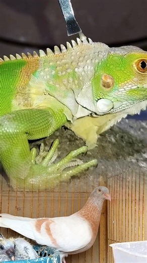 Gently removing dead skin from a lizard—clean & healthy again 🦎✨ #LizardCare #AnimalCare #Satisfying
