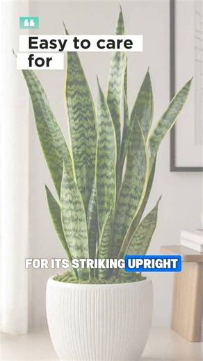 Why Is the Snake Plant So Popular?