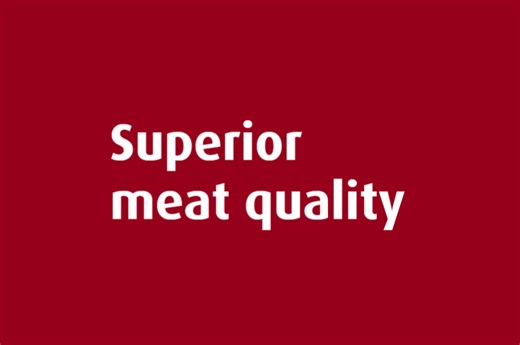 Get incredible meat quality with DanBred genetics 😎 Need proof? An international comparison between DanBred Duroc-boars and Piétrain-boars shows that when both breeds are fed according to their genetic recommendations, DanBred Duroc-boars have 1.2 higher lean meat percentage. The total differences in productivity add up to more than €6 per finisher! 💰 GET THE PROOF 👉 www.danbred.com/trials/#EUR-6 👈 #gettheproof #danbredgenetics #pigproduction | DanBred