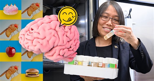 The neuroscience of eating | UDaily