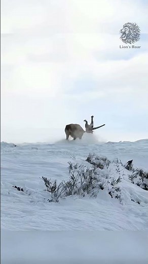 Puma Strikes from a Snowy Ambush! #wildlife #animals