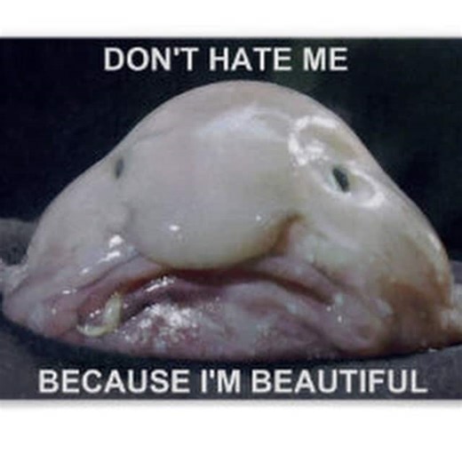 Les cinq poissons les plus moches du monde : attention les yeux