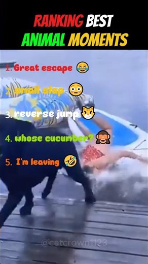 Ranking Best Animal Moments 😂🤣