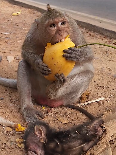 Adorable Baby Monkey Moments: A Wild Adventure