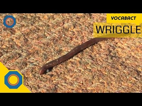 Wriggle Meaning | VocabAct | NutSpace