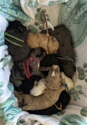 Nebraska Litter update 🤍 Our Cavapoos are officially 2 weeks old and growing like weeds 🐾 Eyes opening, personalities starting, and the cuddles are unreal 😍 #DoodlesOfNorthTX #DoodlePuppies #CavapooLitter #EthicalBreeder