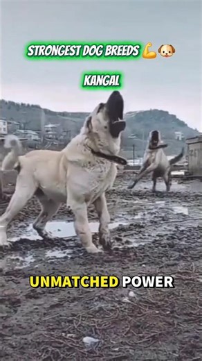 👉 Strongest Dog Breeds