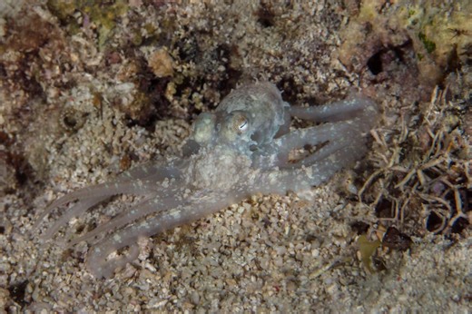 This Alien-Like Octopus Leaves the Water to Travel Across Land