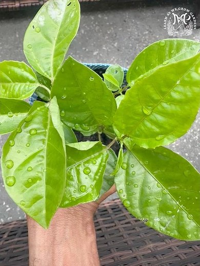 Growing Passion Fruits from seeds!!! #gardening #passionfruit
