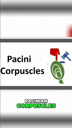 Pacinian Corpuscles: 3 Minutes of Medical Clarity! #shorts