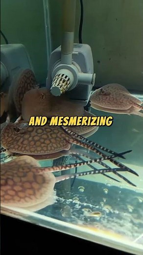 Freshwater Stingray The Graceful Glider of the Riverbed