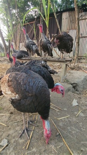 Big Turkey Bird Attitude Village Turkey Farm #shorts #chicken #turkey #youtubeshorts #viralvideo