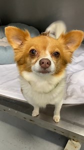 13K views · 468 reactions | Stray pup now available! Believe it or...