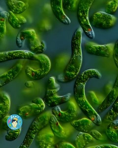 These cuties are single-celled organisms, Euglenaria caudata. And they are enjoying the sweet energy they get from my microscope’s light. . Euglenaria are photosynthetic beauties, meaning that they produce food for themselves from water, carbon dioxide and light just like plants. They perform the magic in some specialized structures known as chloroplasts. . They acquired the chloroplasts in a very weird but rather common way. Let me simplify literally billions of years in a couple of sentences; 