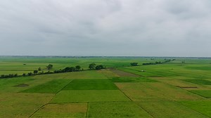 Download Aerial view of farm in paddy field for cultivation. Natural texture for 4K Drone Video background for free