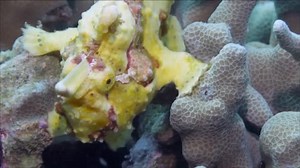 A yellow frog fish or angler fish is floating underwater