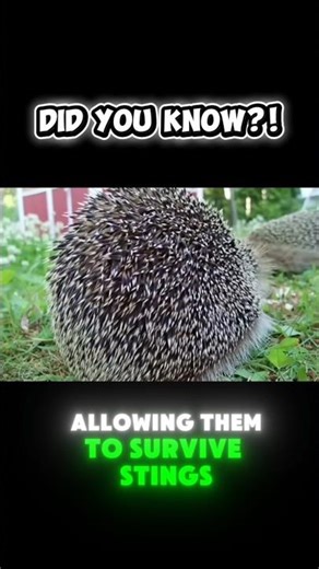 “This tiny animal can survive venom 😳🦔” #facts #animals #shorts #fyp